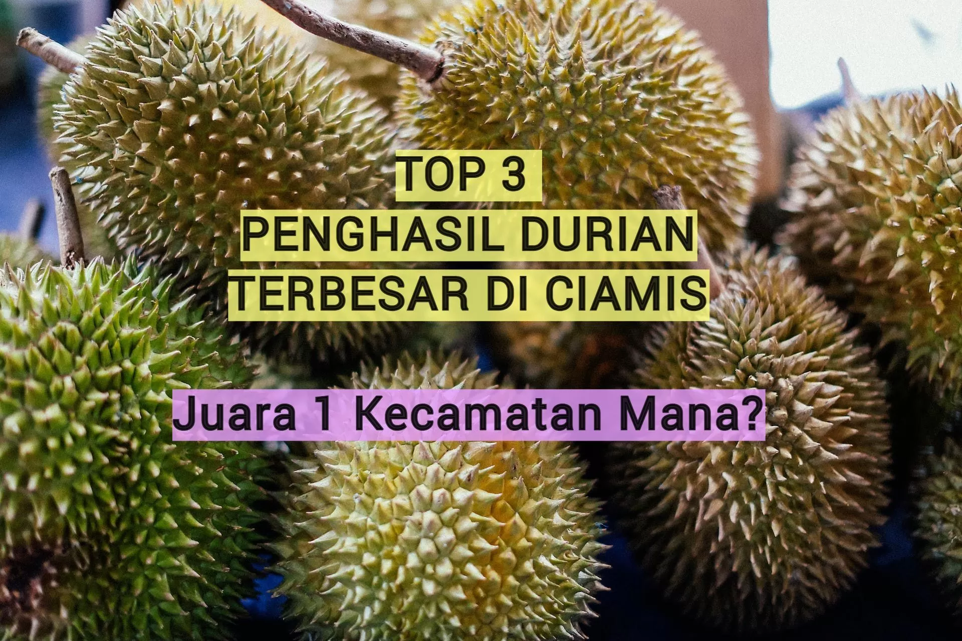 3 Kecamatan Penghasil Durian Terbesar di Kabupaten Ciamis, Peraih Juara Satu Bukan Banjaranyar, tapi...