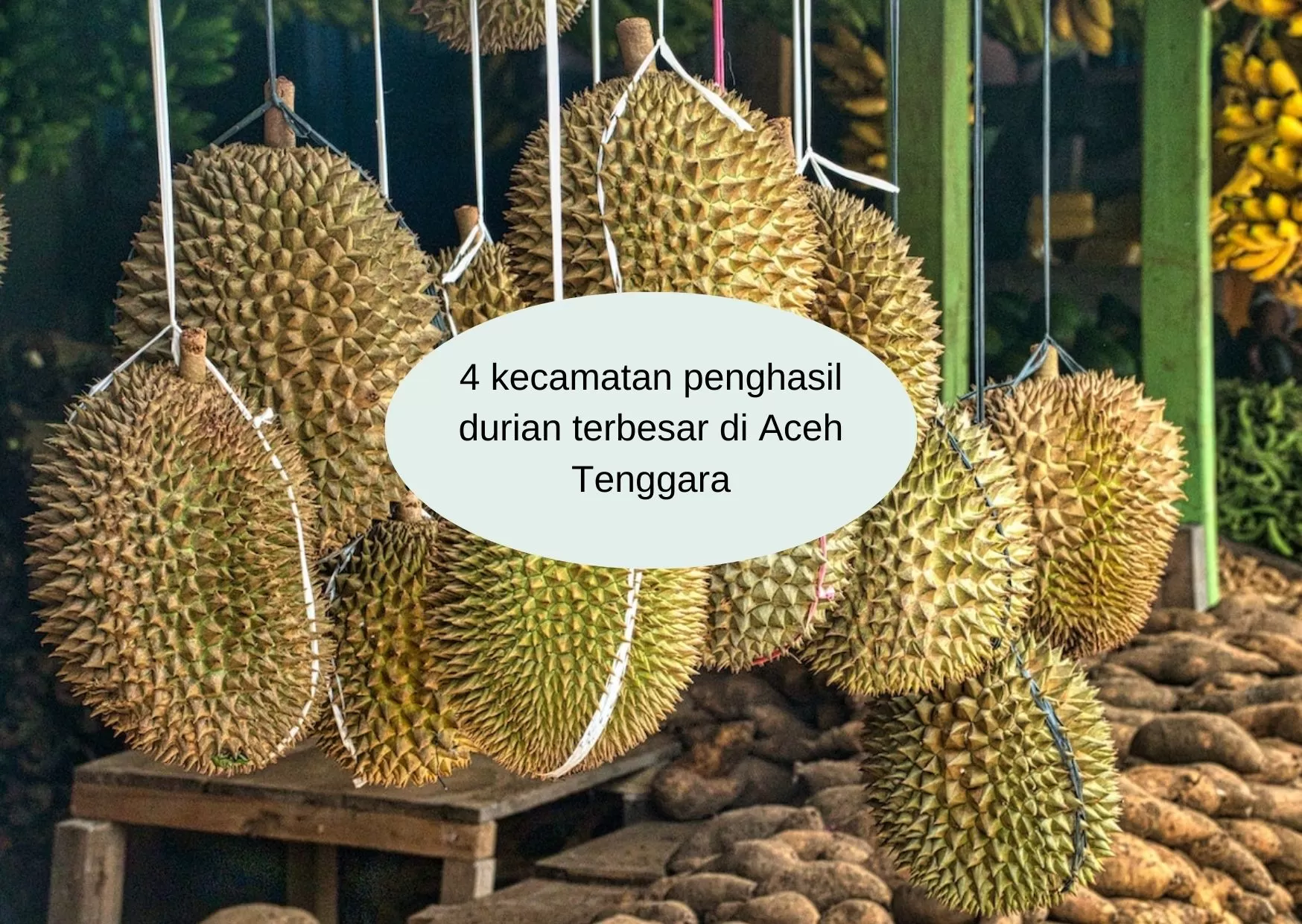 4 Kecamatan Penghasil Durian Terbesar di Aceh Tenggara, Gak Nyangka Juaranya Bukan Badar atau Ketambe, Tapi?