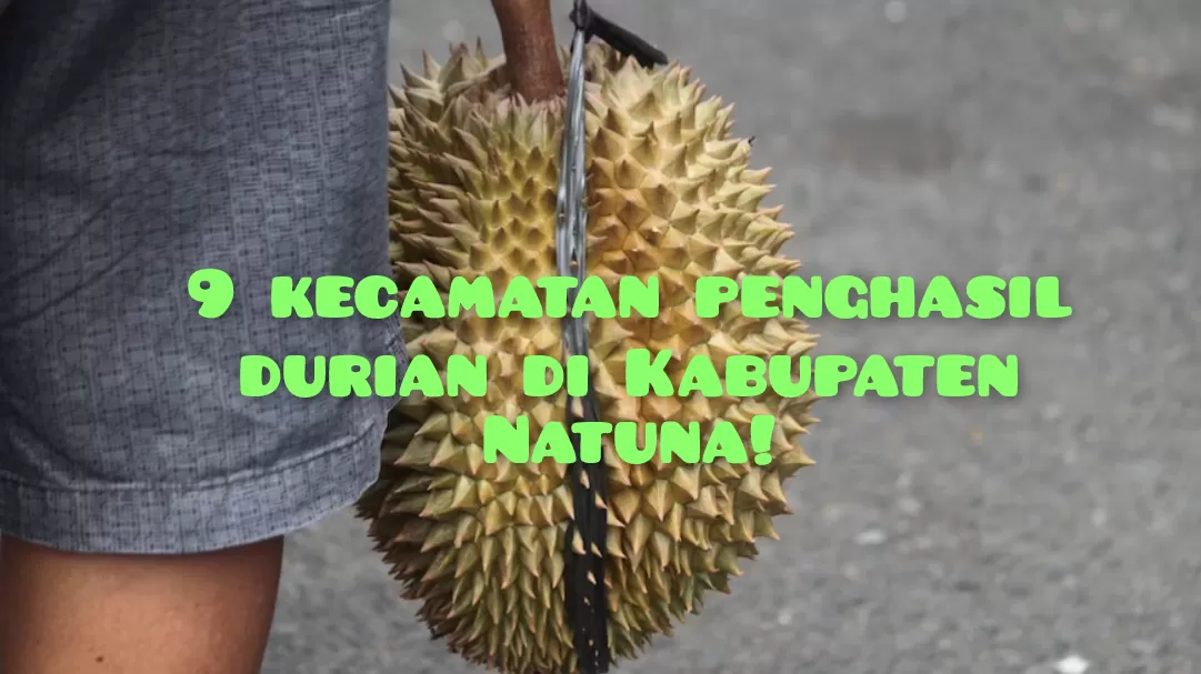 Bunguran Selatan Terjun Bebas! Ini 9 Kecamatan Penghasil Durian di Kabupaten Natuna: Suak Midai dan Serasan Ada?