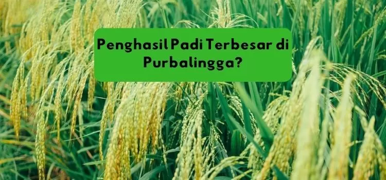 5 Kecamatan Penghasil Padi Terbesar di Purbalingga, Jawa Tengah Juaranya Bukan Kalimanah atau Bukateja tapi..