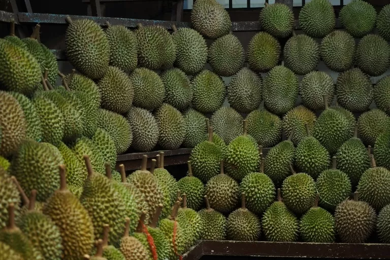 5 Kecamatan Penghasil Durian Terbesar di Kabupaten Garut, Tak Disangka Juaranya Bukan Pakenjeng, tapi...