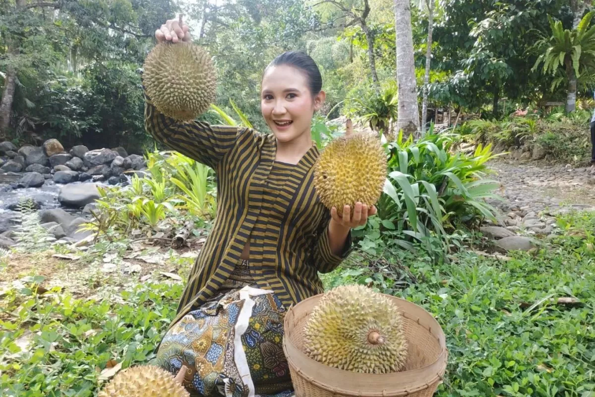 5 Kecamatan Penghasil Durian Terbesar di Kabupaten Pangandaran, Parigi Nomor 2, Tak Disangka Juaranya...