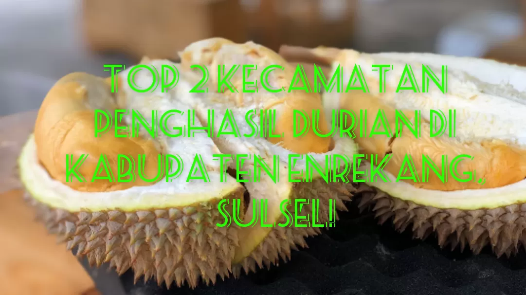TOP 2 Kecamatan Penghasil Durian Terbesar di Enrekang: Warga Sulsel Jangan Kaget Kalau Juaranya Panen hingga 101 Ribu Kuintal!