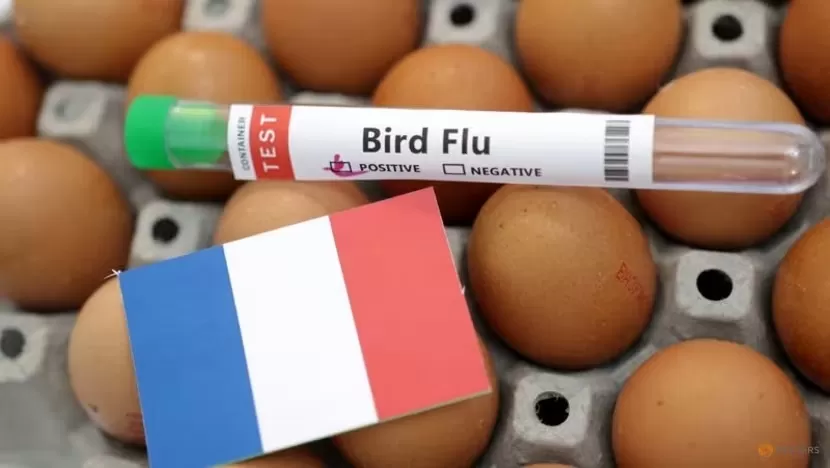 Perancis Mendeteksi Flu Burung Di Peternakan Bebek Yang Divaksinasi