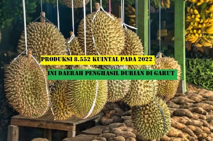 Top 2 Daerah Penghasil Durian di Garut, Widih Nomor 1 Produksi 8.552 Kuintal, Bisa Tebak Siapa Juaranya?
