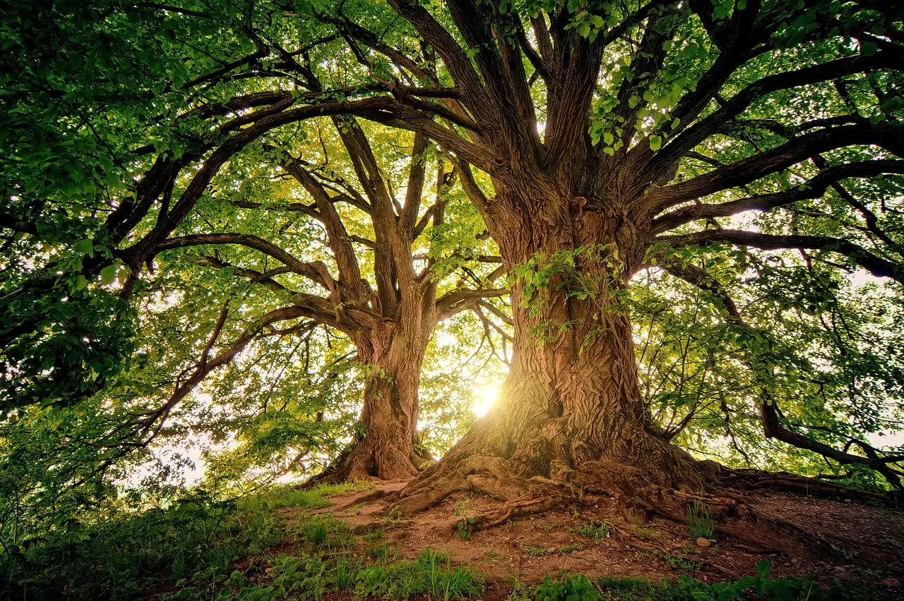 Satu Pohon Satu Kebaikan! Semarak Gerakan Penanaman Satu Juta Pohon 10 Januari 2024, Yuk Kulik Sejarahnya!