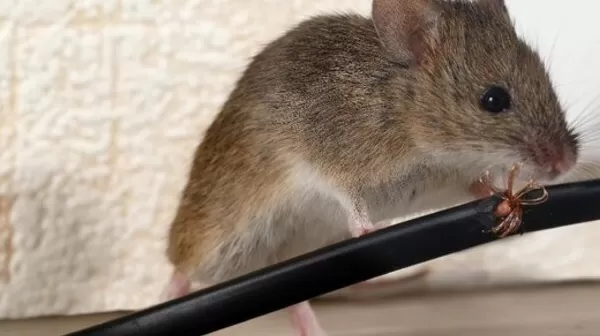 13 Cara Mengusir Tikus Tanpa Menggunakan Racun, Solusi Ramah Lingkungan Paling Ampuh