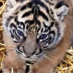 Terima Kashi Bayi Harimau Sumatra yang Lahir di Kebun Binatang Roma, Cek Fakta Lain Harimau Sumatra