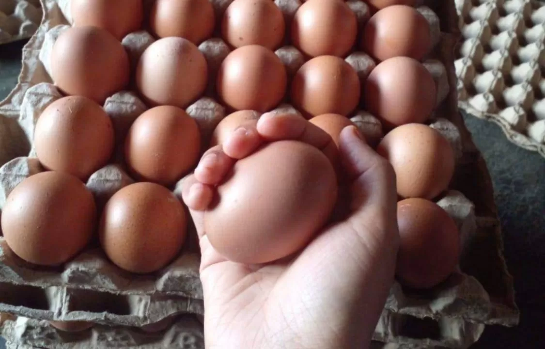 Nilai Impor Meningkat, Pasokan Telur Indonesia Tahun 2023 Berasal dari India, Jerman dan Amerika Serikat