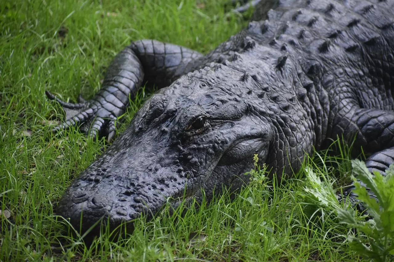 Fakta Menarik Aligator China Dibalik Reptil Langka yang Membangun Legenda Naga di China