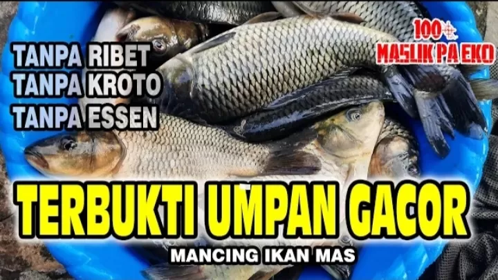 Racikan Umpan Ikan Mas Paling Gacor, Cocok untuk Malam dan Siang, Bikin Betah Seharian di Kolam Pemancingan