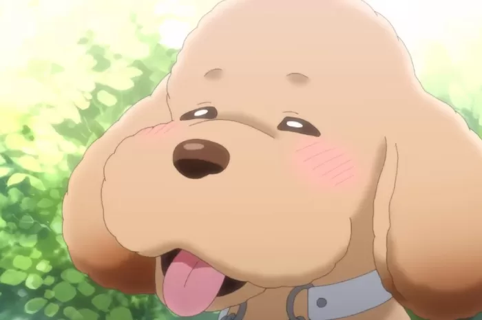 Akhir Pekan Mau Nonton Apa? Ada Anime Dog Signal bagi Penggemar Anjing, Ini Sinopsisnya