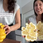 Unik! Pohon Lemon Hasilkan Buah dengan Bentuk Tak Biasa, Berbeda Dibanding yang Lain