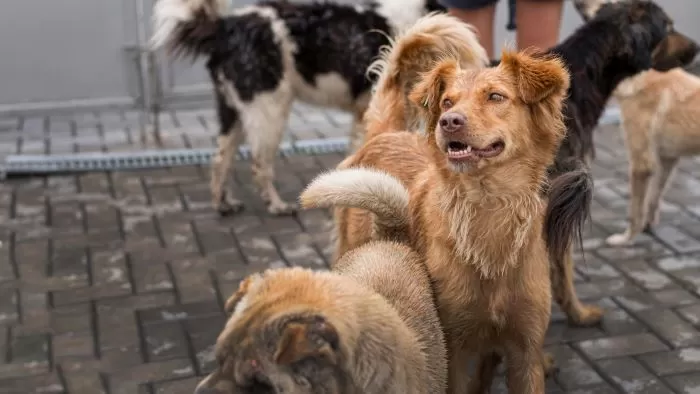 Mengapa Korea Selatan Melarang Penjualan Daging Anjing?