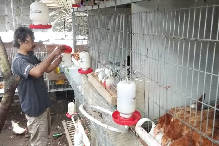 Beternak ayam petelur elba menambah penghasilan, irit pakan, produktivitas dan harga jual tinggi