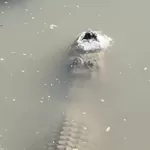 Aligator Selamatkan Diri dari Dinginnya Texas, Terdampar di Bawah Kolam Beku: Ternyata Begini Cara Buaya Bertahan Hidup Terperangkap dalam Air Beku