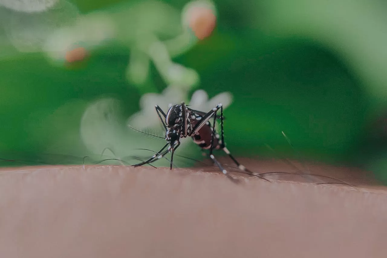 Tau Gak Sih Jenis Nyamuk yang Menghisap Darah Manusia Jantan atau Betina? Sini Temukan Perbedaannya