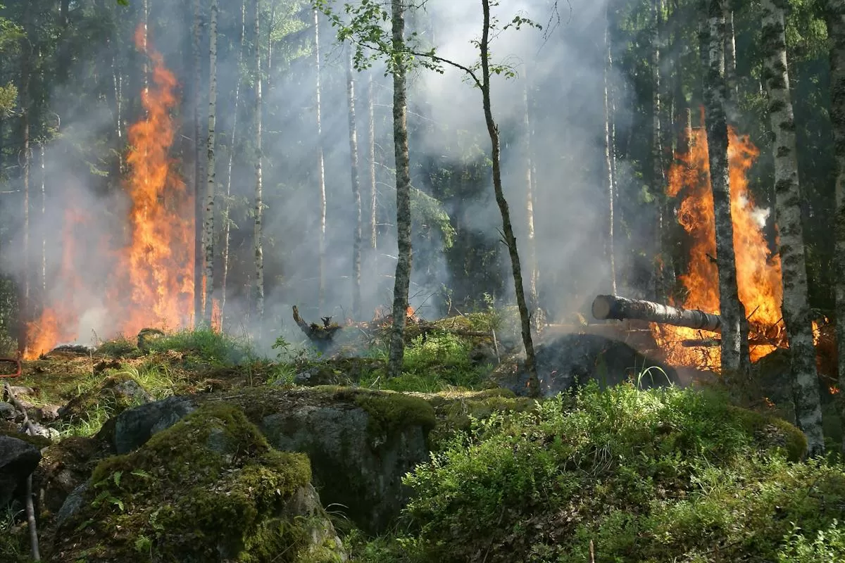 Menyebar ke Pemukiman, Kebakaran Hutan di Cile Akibatkan 10 Warga Tewas